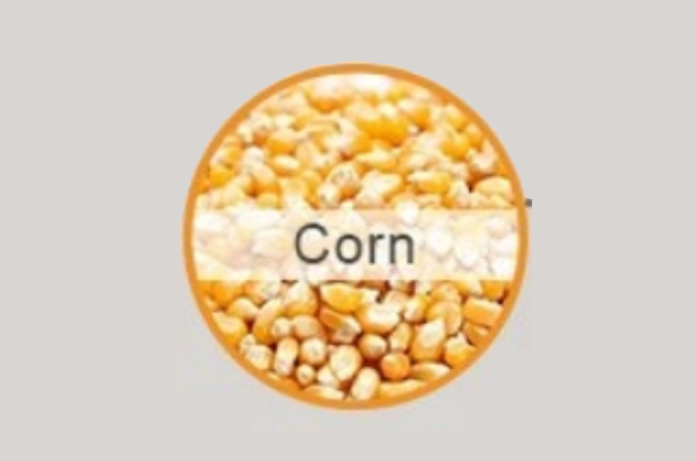 Corn