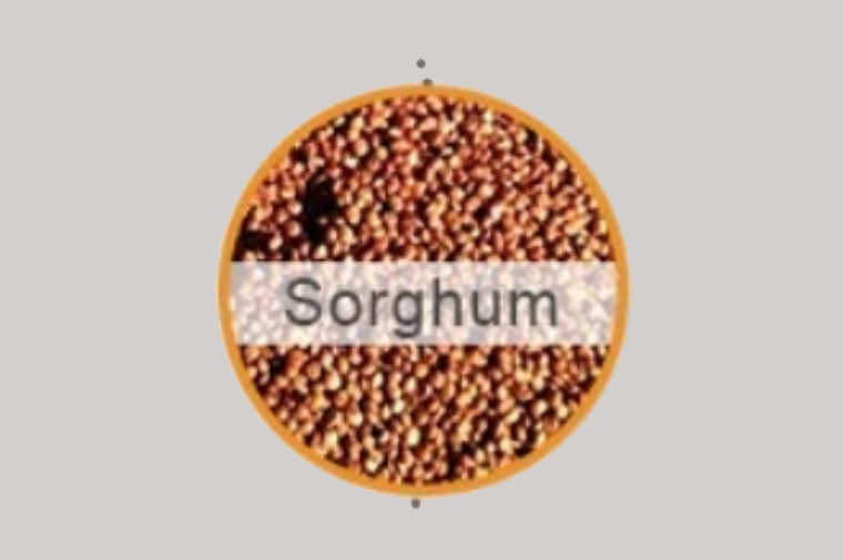 Sorghum