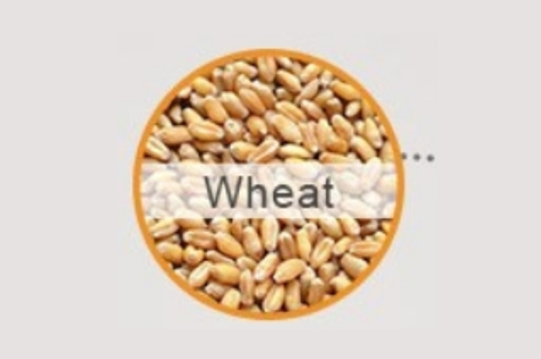 Wheat